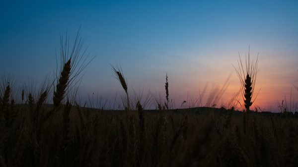kolosku